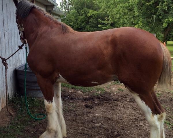 horse Ozark's Royal Flush (Clydesdale, 2012, from Green Leaf Royal Flush)