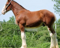 Pferd Ozark's Royal Fischer (Clydesdale, 2016, von Gregglea HC Pilot)