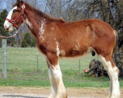 Pferd Ozark's Royal Fire-On-The-Mountain (Clydesdale, 2016, von Plunton Calum Maelogan)