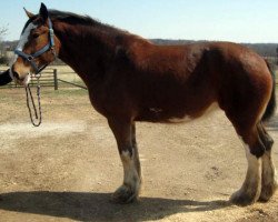 broodmare Cartwheel Lady Di (Clydesdale, 2007, from 2S Tailor Made Sir George)