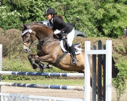 dressage horse Absolut chocolat (German Warmblood, 2001, from Atom)