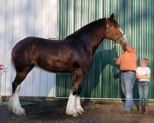 horse Ozark's Royal Fiona (Clydesdale, 2016, from Plunton Calum Maelogan)