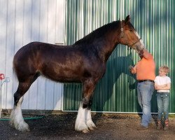 Pferd Ozark's Royal Fiona (Clydesdale, 2016, von Plunton Calum Maelogan)