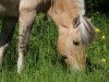 stallion Hendryk (Fjord Horse, 1992, from Hjesco)