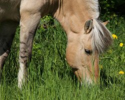 horse Hendryk (Fjordpferd, 1992, from Hjesco)