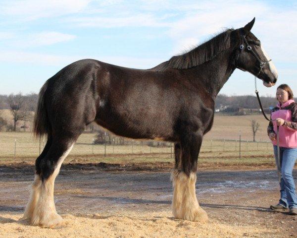 Pferd Ozark's Royal Expresso (Clydesdale, 2011, von Donegal Bentley)