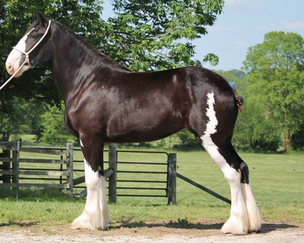 Pferd Ozark's Royal Ex Pressionist (Clydesdale, 2015, von Plunton Calum Maelogan)