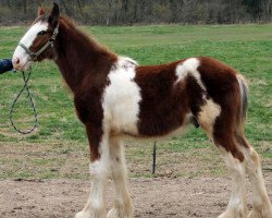 horse Ozark's Royal Ex Ceptional Footprint (Clydesdale, 2015, from Plunton Calum Maelogan)