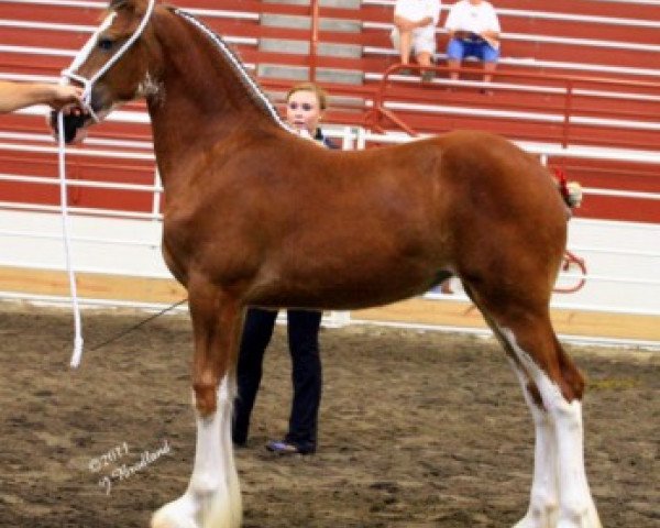 broodmare Ozark's Royal Ever Perfection (Clydesdale, 2011, from Green Leaf Royal Flush)