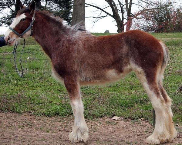 Pferd Ozark's Royal Escape (Clydesdale, 2015, von Langbank Cash)