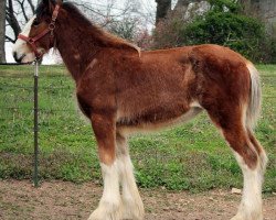 horse Ozark's Royal Endeavor (Clydesdale, 2015, from Plunton Calum Maelogan)