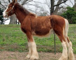 Pferd Ozark's Royal Empire Maker (Clydesdale, 2015, von Gregglea HC Pilot)