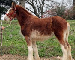 Pferd Ozark's Royal Elite (Clydesdale, 2015, von Gregglea HC Pilot)