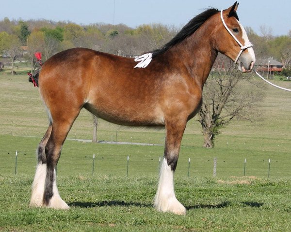 horse Ozark's Royal E-Dancer (Clydesdale, 2015, from Plunton Calum Maelogan)