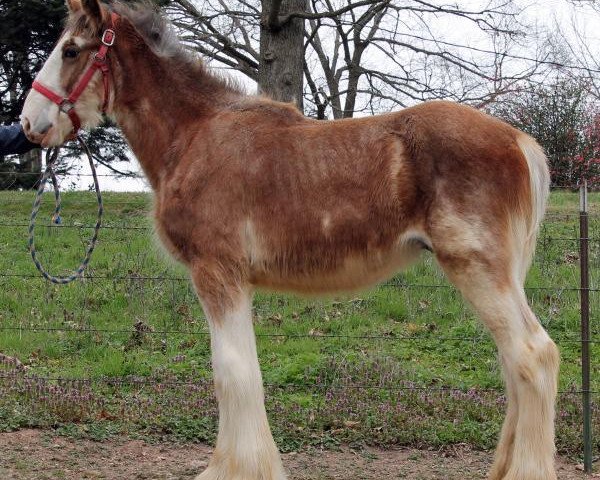 horse Ozark's Royal Eclusive Quality (Clydesdale, 2015, from Gregglea HC Pilot)