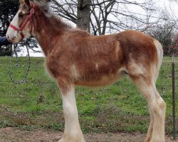 horse Ozark's Royal Eclusive Quality (Clydesdale, 2015, from Gregglea HC Pilot)