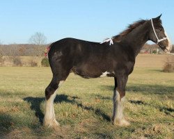 Pferd Ozark's Royal Dyno (Clydesdale, 2014, von Willow Way Marshall)