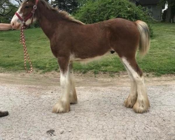 horse Ozark's Royal Hendrix (Clydesdale, 2018, from Freedom Highland Tyson)