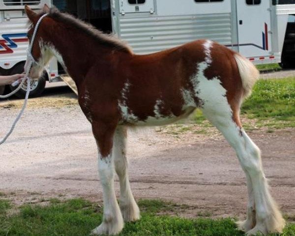 broodmare Ozark's Royal Dynasty (Clydesdale, 2014, from Green Leaf Royal Flush)