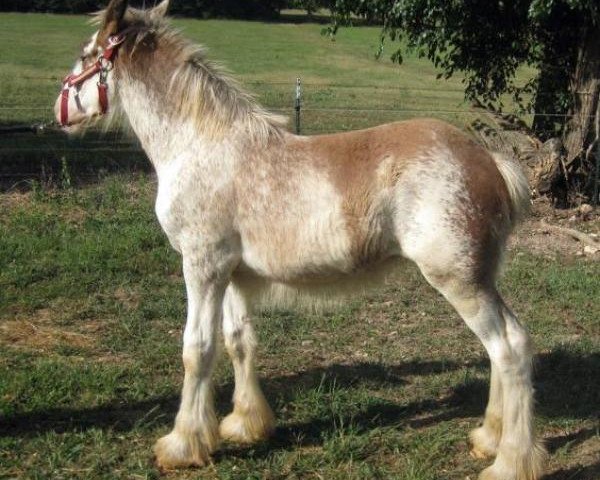 horse Ozark's Royal Dutchess (Clydesdale, 2014, from Willow Way Marshall)