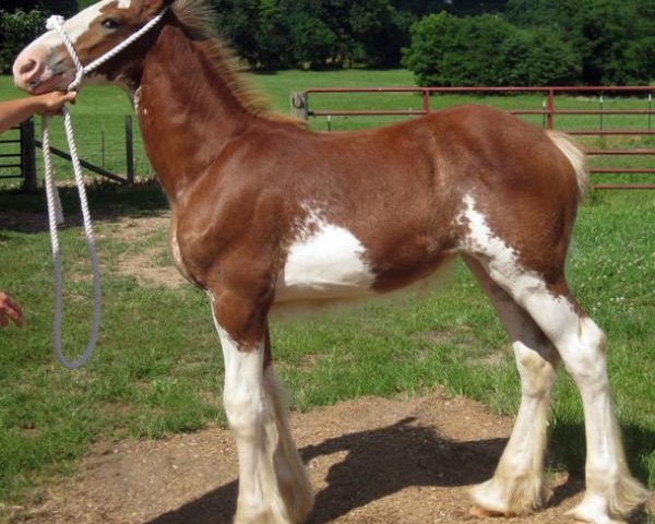 broodmare Ozark's Royal Drenalin (Clydesdale, 2014, from Green Leaf Royal Flush)