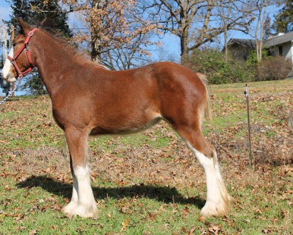 Pferd Ozark's Royal Desera (Clydesdale, 2014, von Langbank Cash)