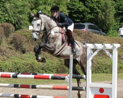 jumper Chocochino 3 (Hanoverian, 2012, from Codex One)