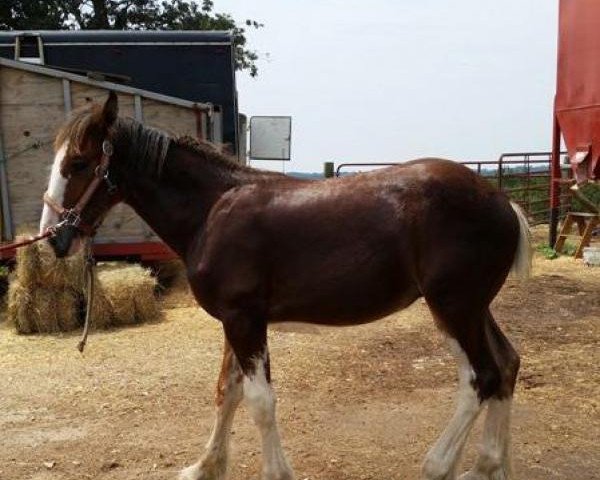 Pferd Ozark's Royal Daybreak (Clydesdale, 2014, von Plunton Calum Maelogan)