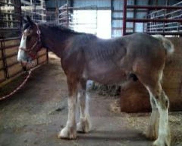 Pferd Ozark's Royal Datalink (Clydesdale, 2014, von Gregglea HC Pilot)