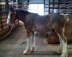 horse Ozark's Royal Datalink (Clydesdale, 2014, from Gregglea HC Pilot)