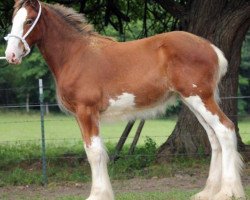 Pferd Ozark's Royal Frankie (Clydesdale, 2016, von Kenbar Toby)