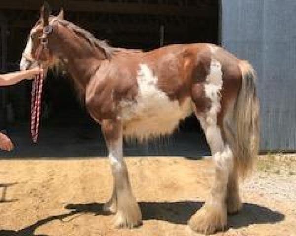 horse Ozark's Royal Humbolt (Clydesdale, 2018, from Gregglea HC Pilot)