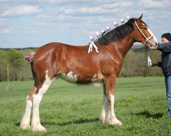 broodmare Ozark's Royal Data Check (Clydesdale, 2014, from Langbank Cash)