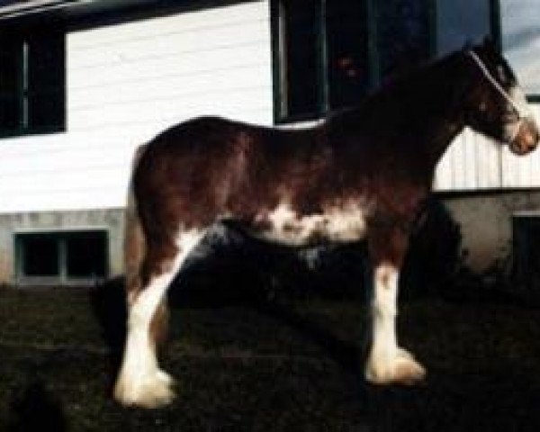 Zuchtstute Westerdale Rosalie (Clydesdale, 1988, von Clydeslea Millisle Venture)