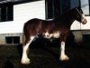 broodmare Westerdale Rosalie (Clydesdale, 1988, from Clydeslea Millisle Venture)