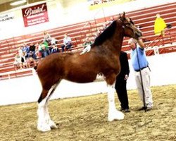 Zuchtstute Ozark's Royal Connection (Clydesdale, 2009, von Landmark's Ozark Winner)