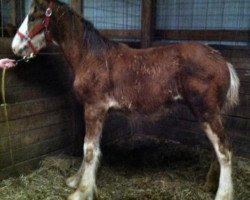 horse Ozark's Royal Consensus (Clydesdale, 2013, from Plunton Calum Maelogan)