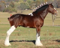 Pferd Ozark's Royal Competitive Edge (Clydesdale, 2013, von Green Leaf Royal Flush)