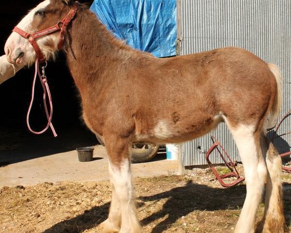 horse Ozark's Royal Collessie (Clydesdale, 2013, from Gregglea HC Pilot)