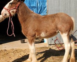 Pferd Ozark's Royal Collessie (Clydesdale, 2013, von Gregglea HC Pilot)