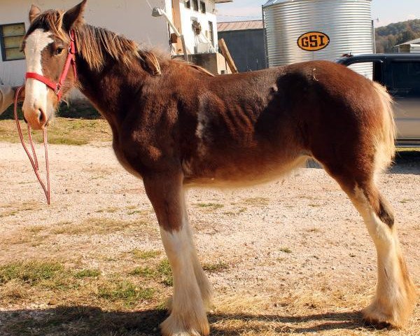 horse Ozark's Royal Coco Chanell (Clydesdale, 2013, from Gregglea HC Pilot)