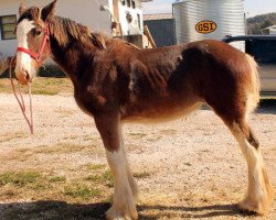 Pferd Ozark's Royal Coco Chanell (Clydesdale, 2013, von Gregglea HC Pilot)