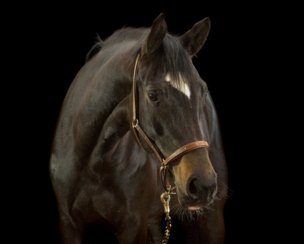 dressage horse Krim (Trakehner, 2014, from Silvermoon)