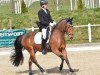 Springpferd Zitnas Nadino (Deutsches Reitpony, 2001, von Negro)