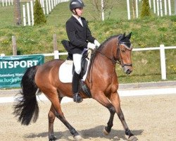 jumper Zitnas Nadino (German Riding Pony, 2001, from Negro)