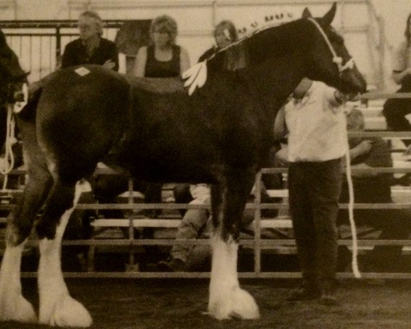 horse Ozark's Royal Castle Supreme (Clydesdale, 2003, from Plunton Aodhan Taliesin)