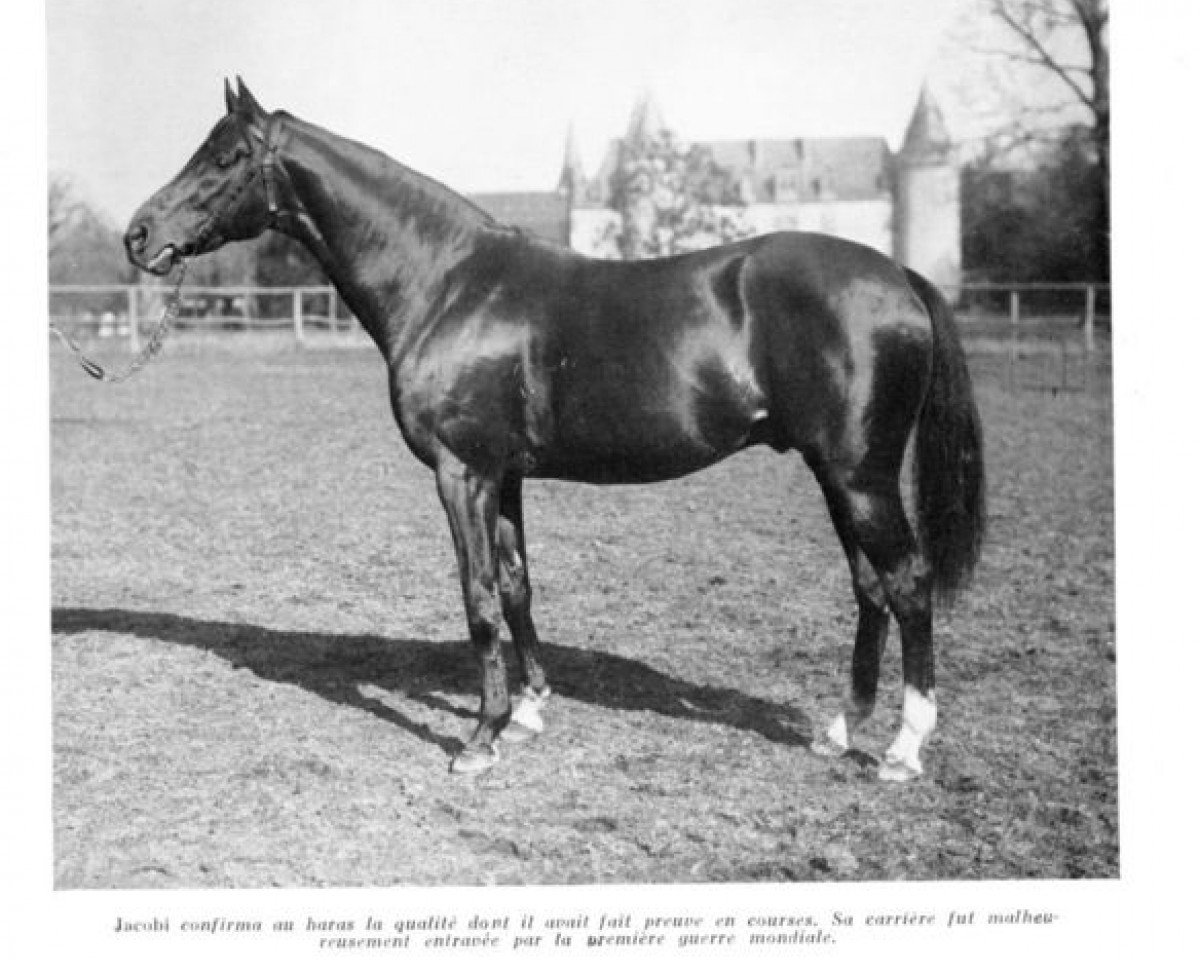 Deckhengst Jacobi xx (Englisches Vollblut, 1906, von Rabelais xx)