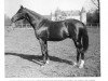 stallion Jacobi xx (Thoroughbred, 1906, from Rabelais xx)