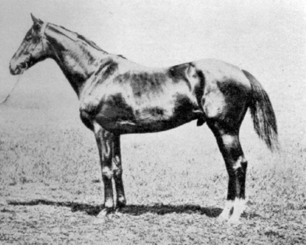 stallion Nouvel An xx (Thoroughbred, 1915, from Jacobi xx)