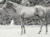 stallion Make Tracks xx (Thoroughbred, 1947, from Eight Thirty xx)
